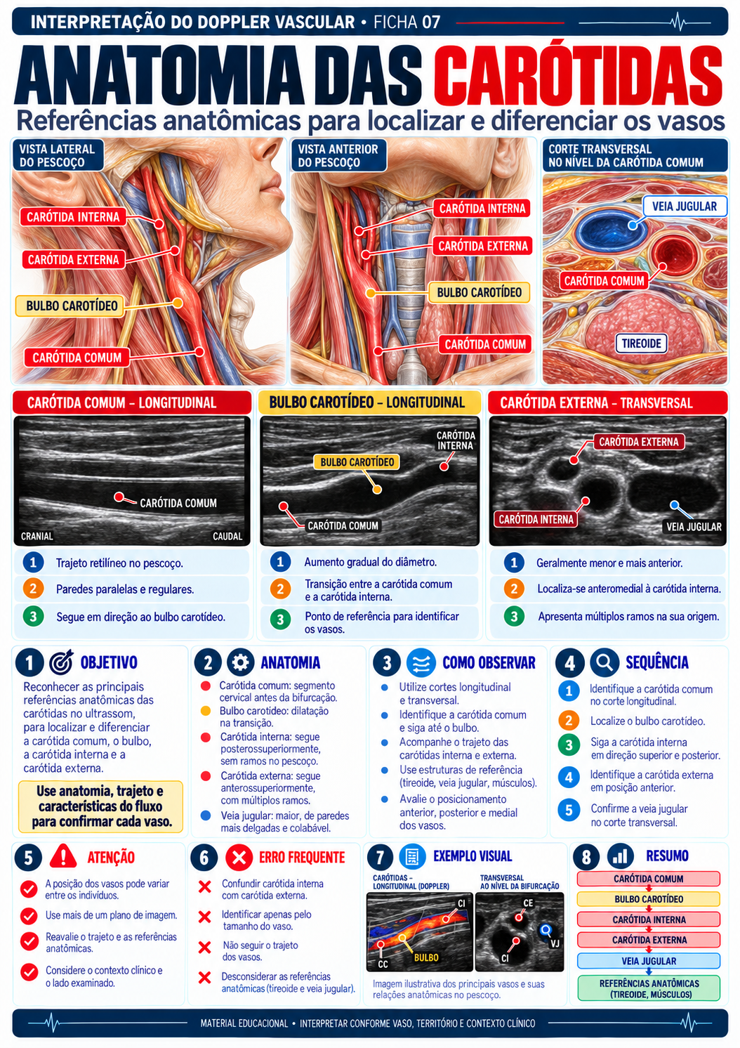 Anatomia das carótidas