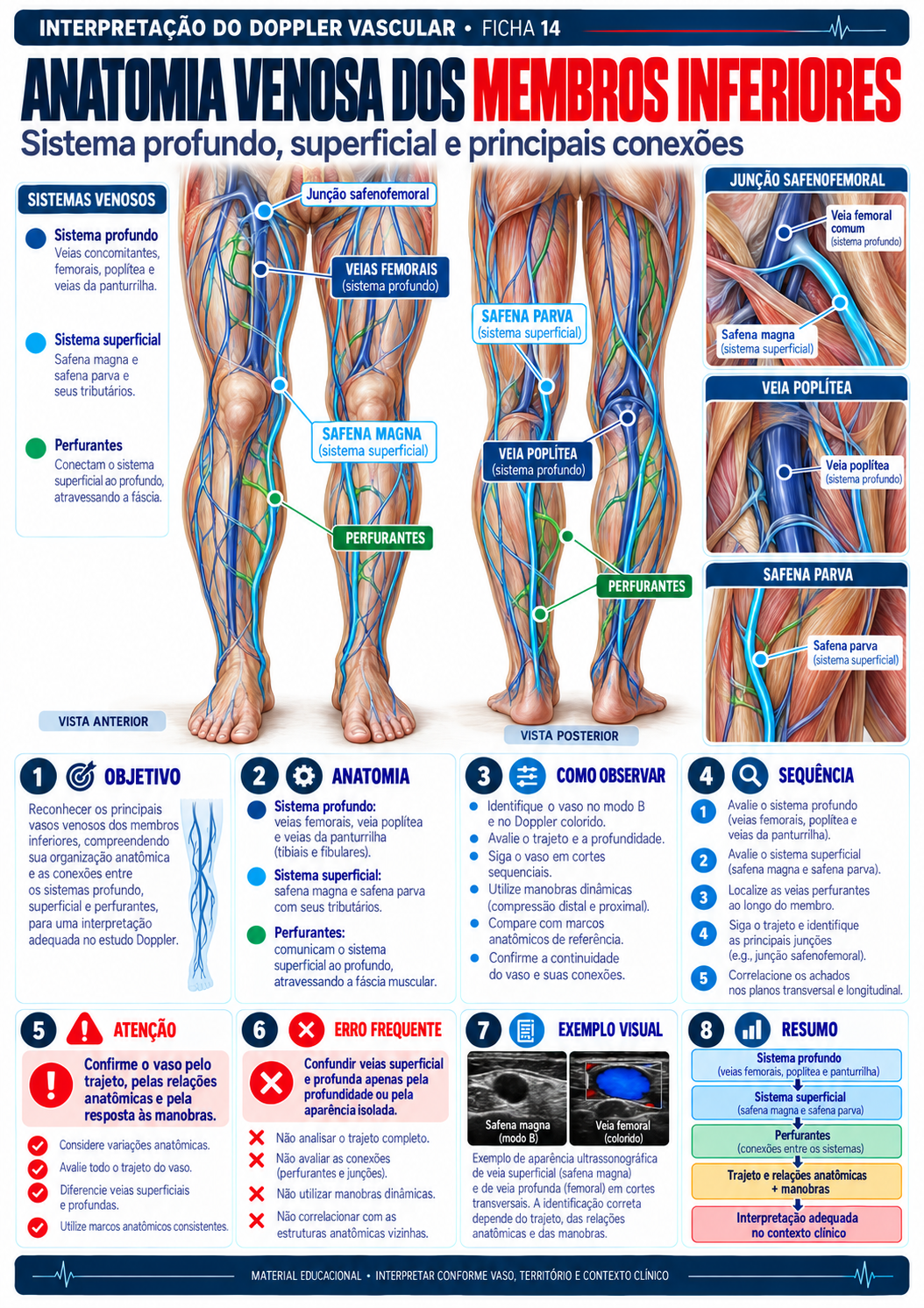 Anatomia venosa dos membros inferiores